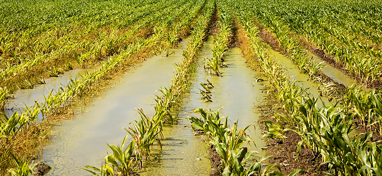 水肥一體化施肥技術要點